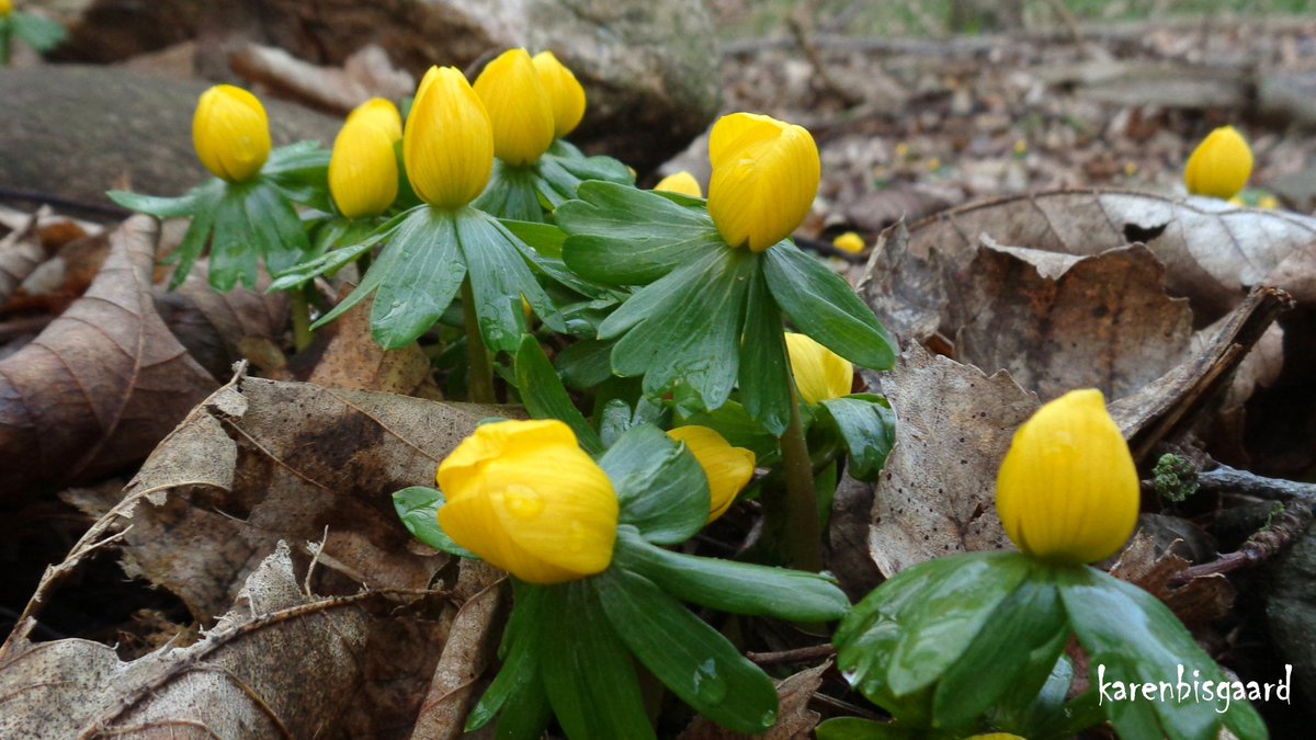 KarenBisgaard1's tweet photo. https://t.co/3KZf1gZ13E
#winteraconite #eranthis #winter https://t.co/oCehDfWlMk