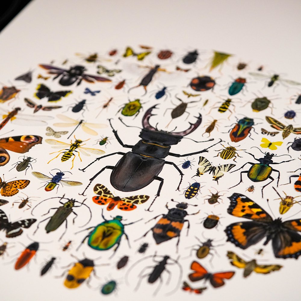 sagaOptics's tweet photo. 🇬🇧 Insects - Artwork of evolution
This project cost me many hours and nerves. In order to make the insects fit together more harmoniously, they are not on the same scale. This way, even the smallest ones have the chance to present their beauty to our eyes.

🇩🇪 Insekten - Kunstwerke der Evolution
Diese College kostete mich viele Stunden und Nerven. Um die Insekten harmonischer ineinander zu puzzeln sind sie nicht im selben Maßstab. So haben auch die ganz kleinen unter ihnen die Chance ihre Schönheit für unser Auge zu präsentieren.

#macrophotography #insects #evolution #entomology