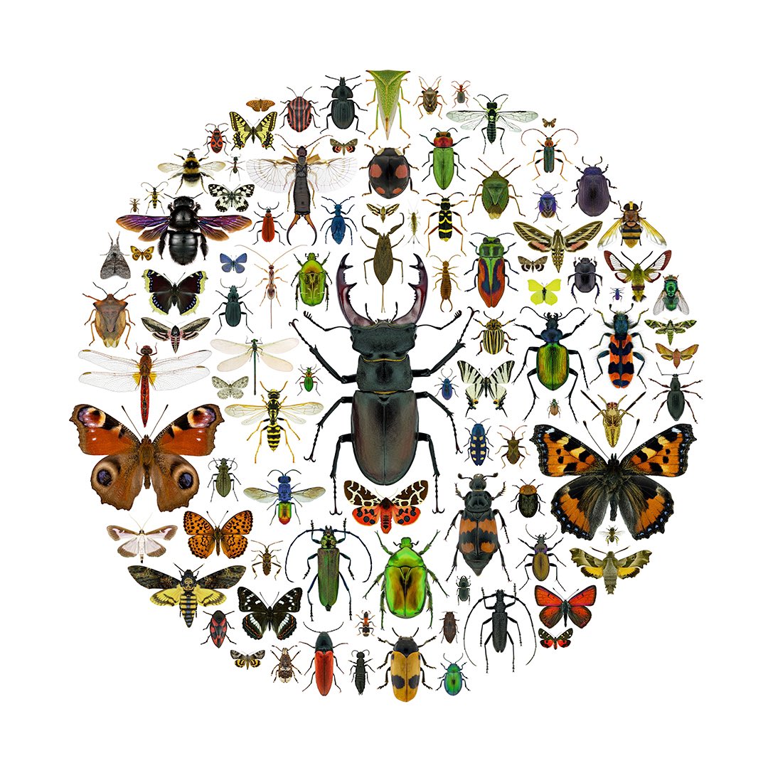 sagaOptics's tweet photo. 🇬🇧 Insects - Artwork of evolution
This project cost me many hours and nerves. In order to make the insects fit together more harmoniously, they are not on the same scale. This way, even the smallest ones have the chance to present their beauty to our eyes.

🇩🇪 Insekten - Kunstwerke der Evolution
Diese College kostete mich viele Stunden und Nerven. Um die Insekten harmonischer ineinander zu puzzeln sind sie nicht im selben Maßstab. So haben auch die ganz kleinen unter ihnen die Chance ihre Schönheit für unser Auge zu präsentieren.

#macrophotography #insects #evolution #entomology