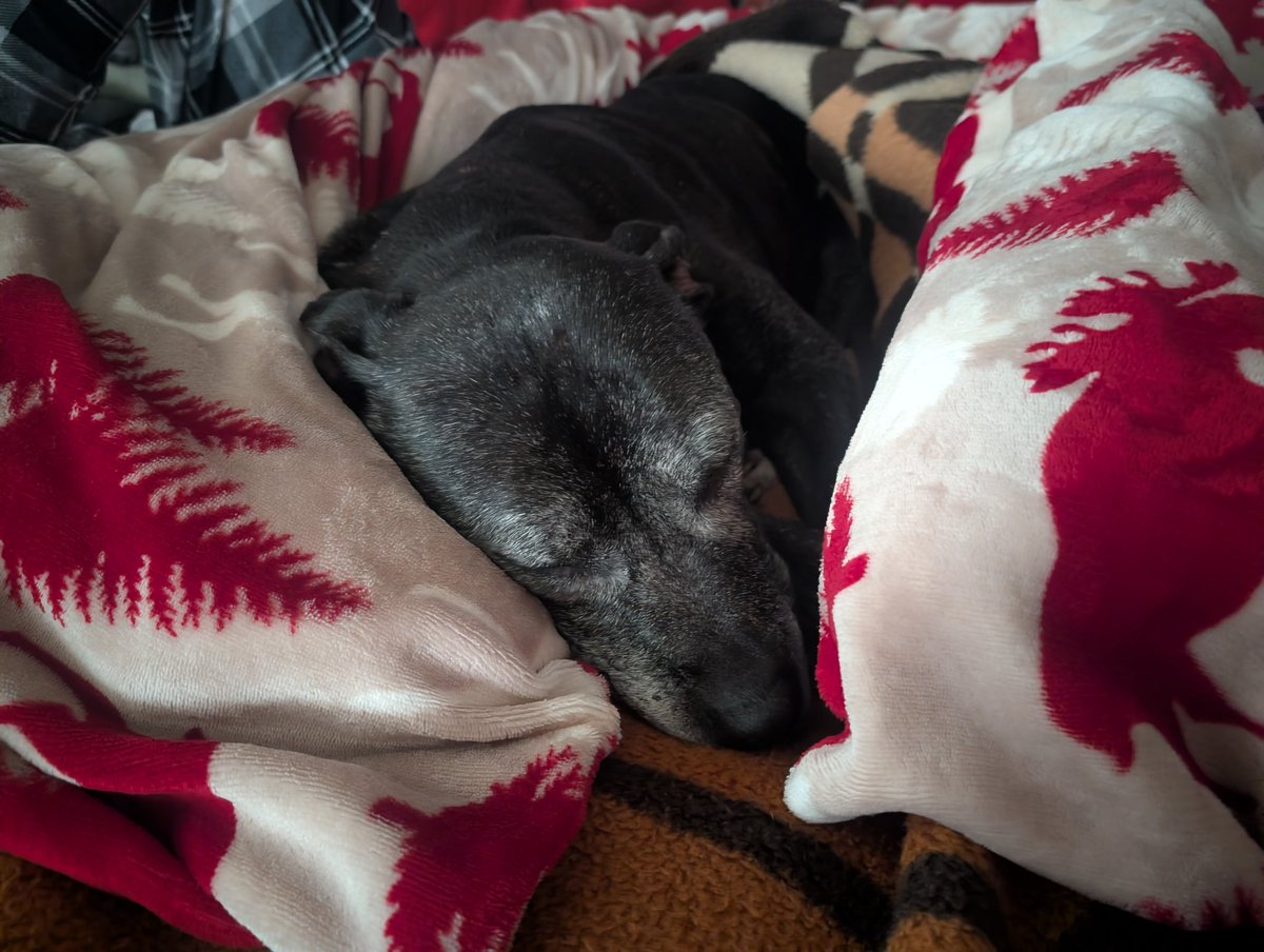 Alison Khan tweet media