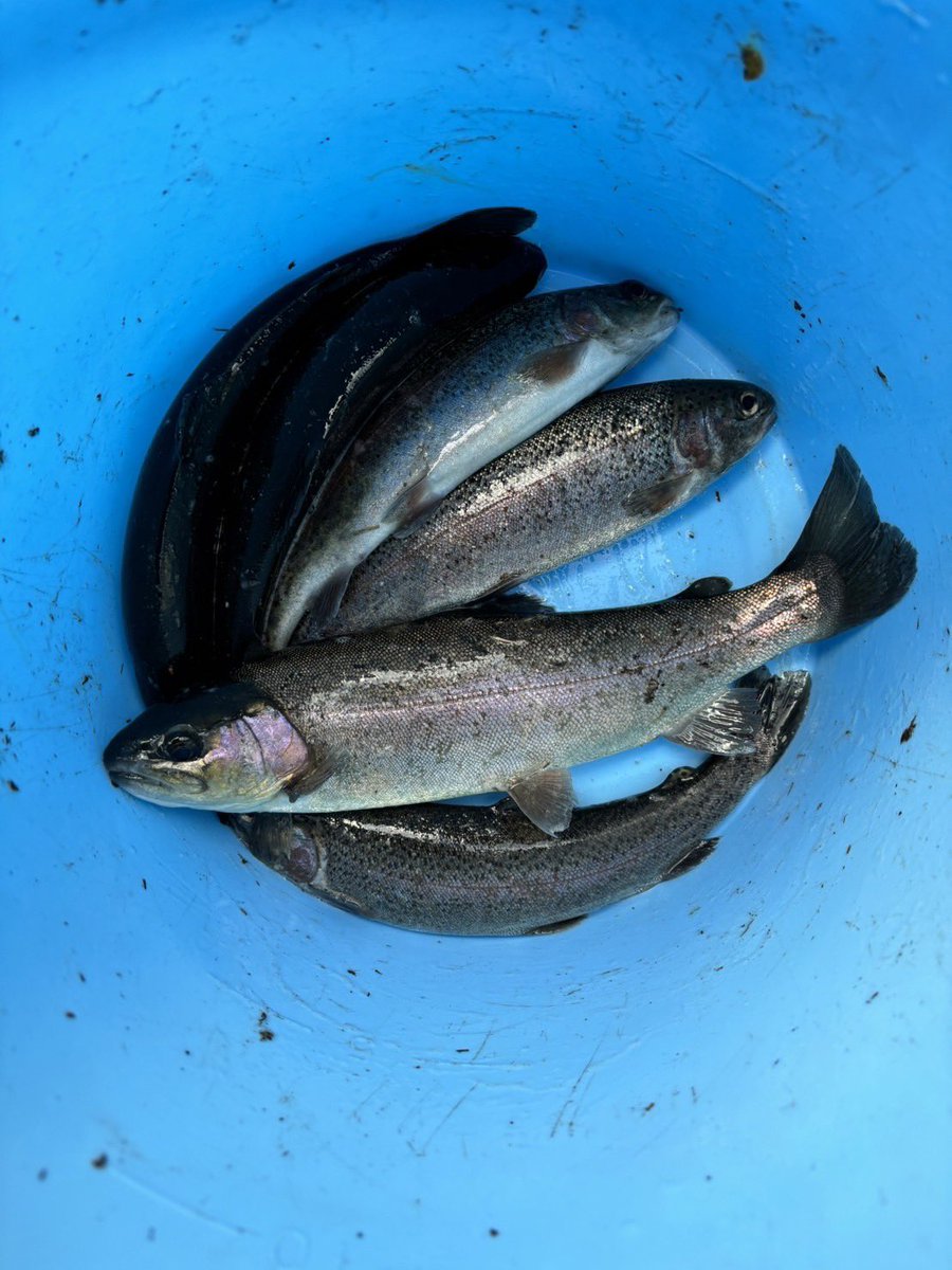 ysk0__'s tweet photo. 魚釣って食べてきた https://t.co/sxspiJinq9