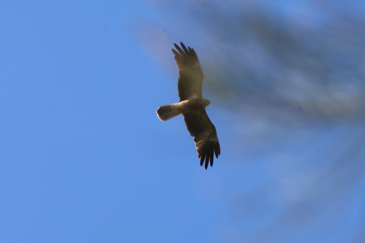 StellaBella67's tweet photo. Sunday! Thereโs always something to see. โบ๏ธ
#swans
#koala
#goanna
#whistlingKite https://t.co/uhmOMdf2vY