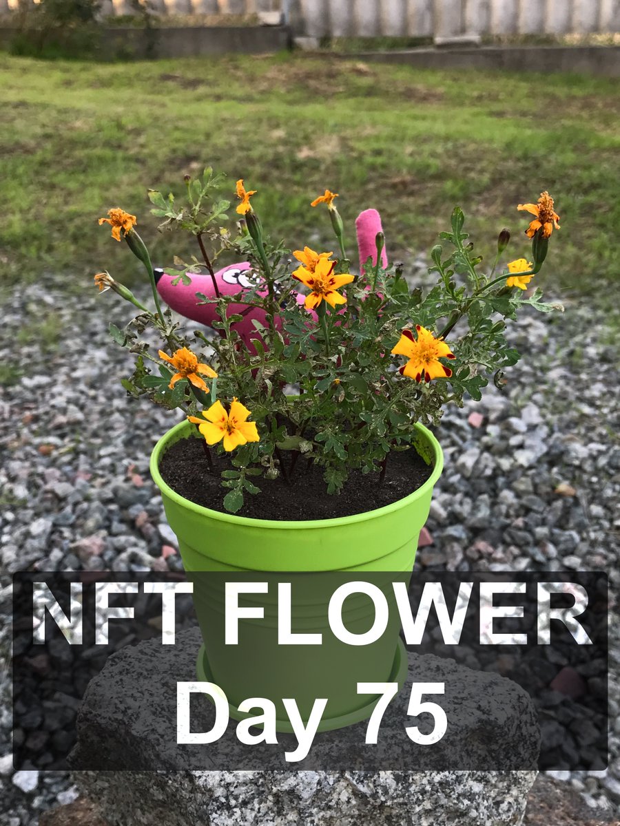 🗓️ Days 7⃣1⃣ - 7⃣5⃣ of the life of NFT flowers relisted!
🌱 Collection NFTs - Chornobryvtsi🌱
💲 0.0536 ETH on OpenSea🚀👇

opensea.io/collection/cho…

#Flower #artist #artists #NFTFamily #NFTCommunity #Nftcollection
