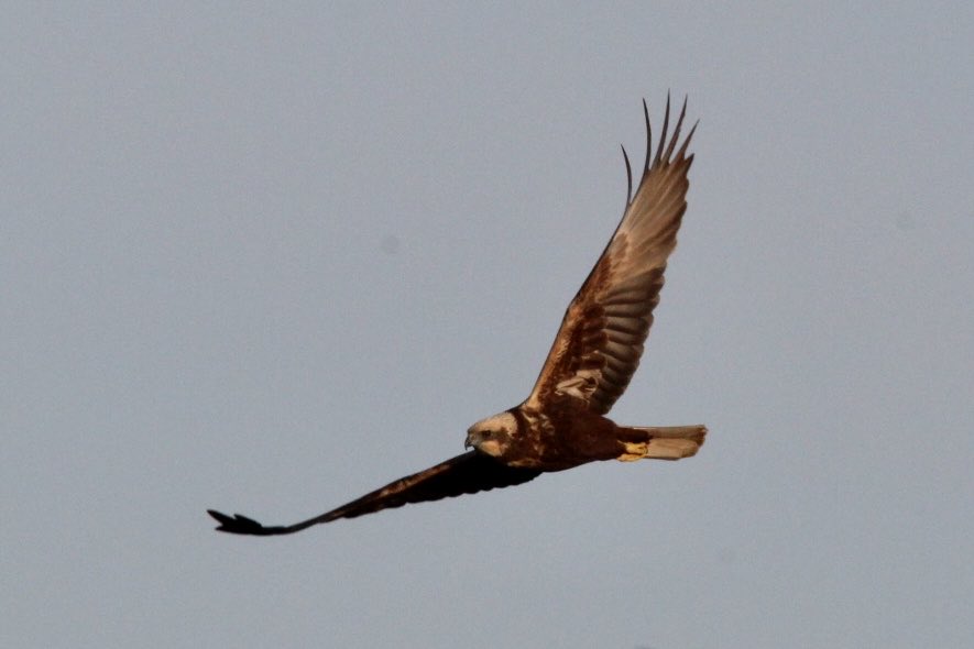 Jo Woolley (@joyelloow) on Twitter photo Brilliant afternoon yesterday at <a href="/Blacktoft_Sands/">RSPB Blacktoft Sands and the Humber</a> - Marsh Harrier was showing well; <a href="/JamesMoir10/">Jim Moir</a> saw not one, but a FLOCK of Curlews and even spotted a grass snake basking in the late winter sunshine <a href="/Hudsonweather/">Paul Hudson</a>! Brilliant afternoon yesterday at <a href="/Blacktoft_Sands/">RSPB Blacktoft Sands and the Humber</a> - Marsh Harrier was showing well; <a href="/JamesMoir10/">Jim Moir</a> saw not one, but a FLOCK of Curlews and even spotted a grass snake basking in the late winter sunshine <a href="/Hudsonweather/">Paul Hudson</a>!