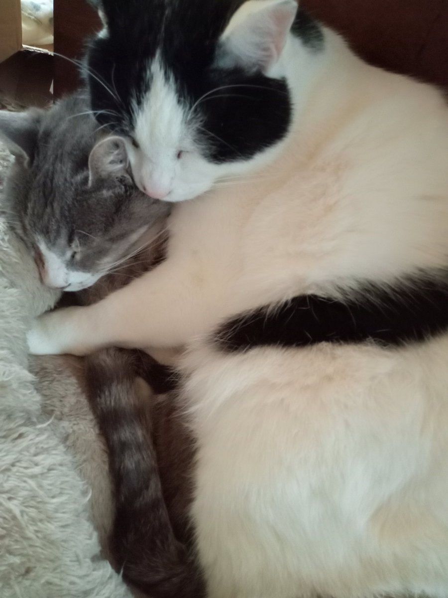 気付いたら猫の日終わってた 