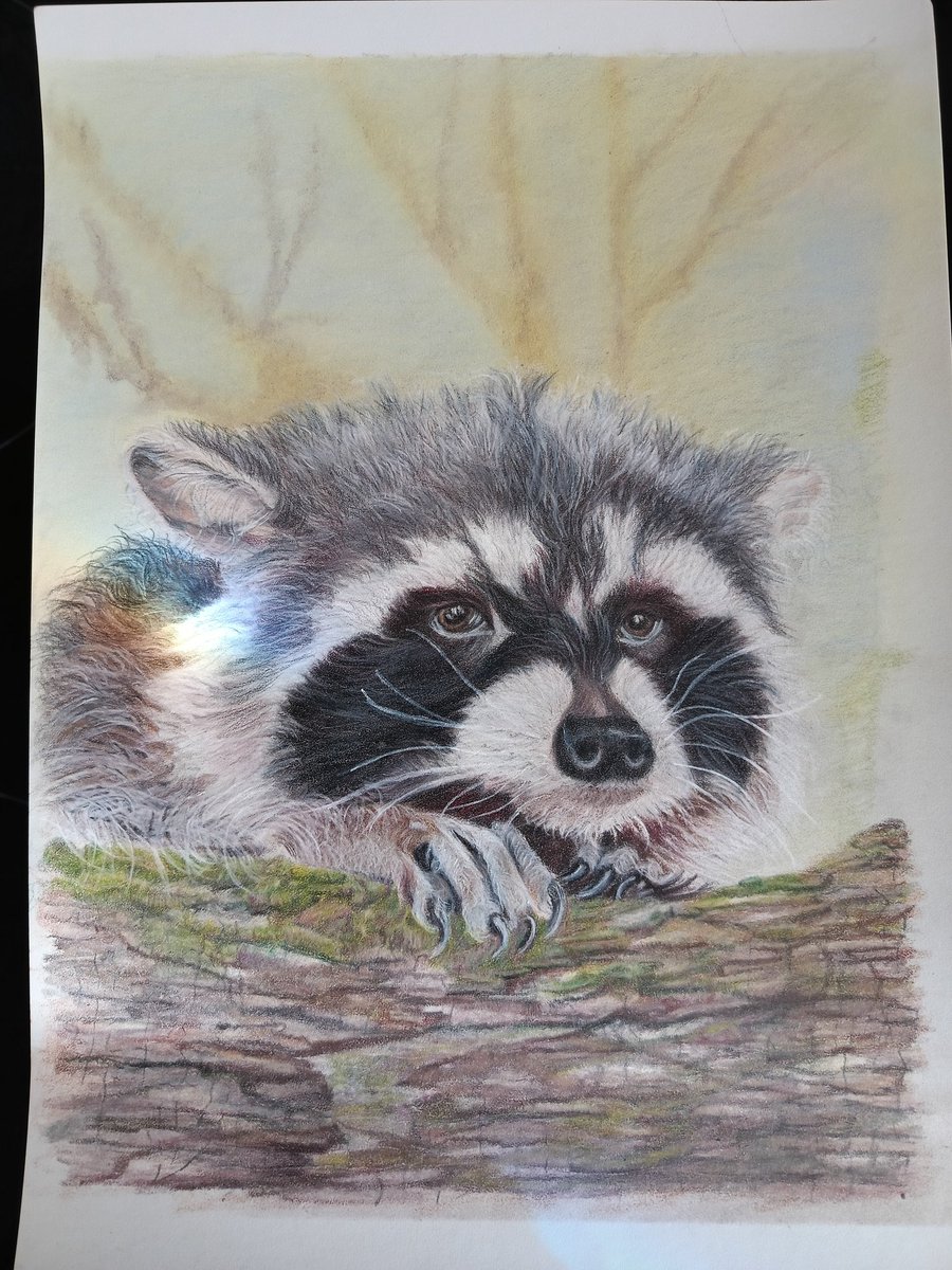 Glendabuzz's tweet photo. It's nice to be able to sit and draw for a little while. Racoon in coloured pencil
Reference photo Bonita Houpt
#colouredpencil #polychromas https://t.co/GCa2zUa0XR