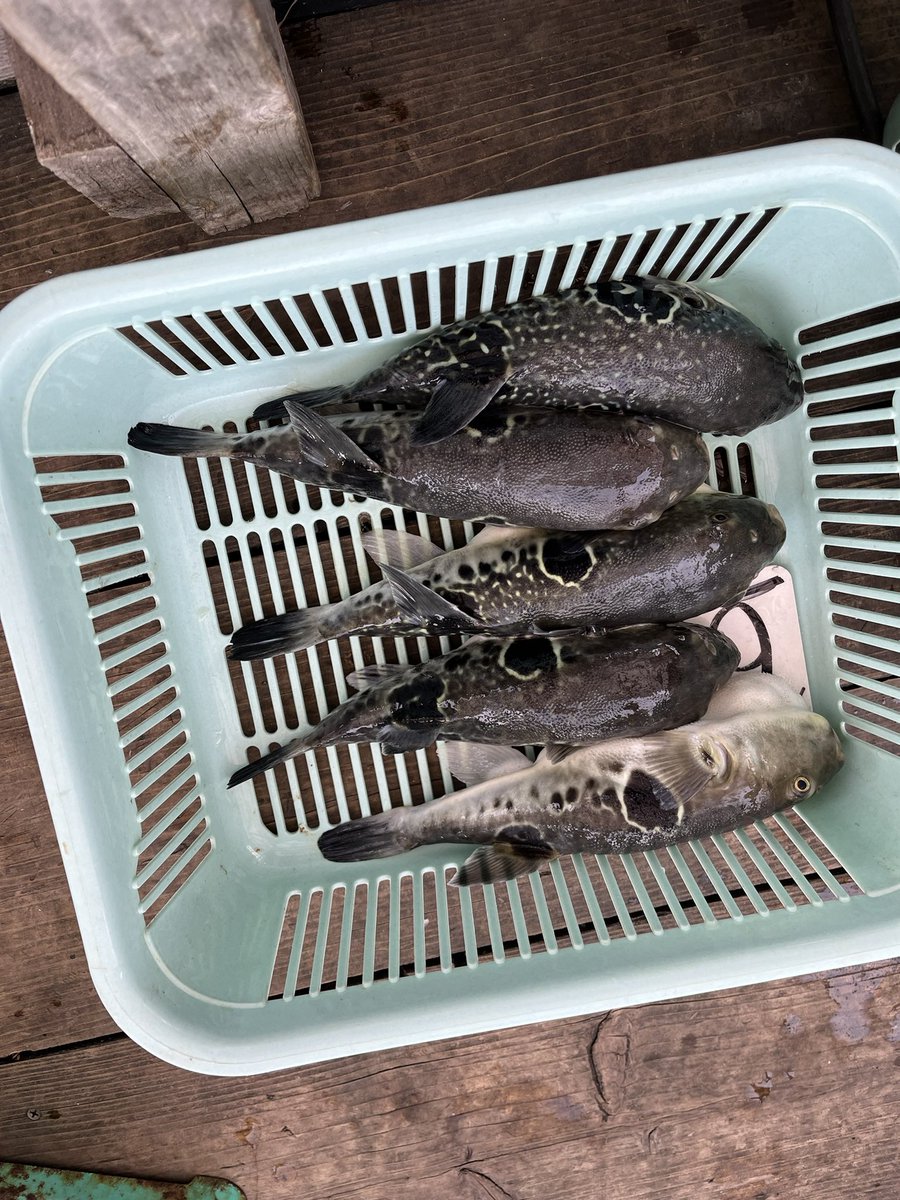フグ始めました。
初めては坊主だったので嬉しい！