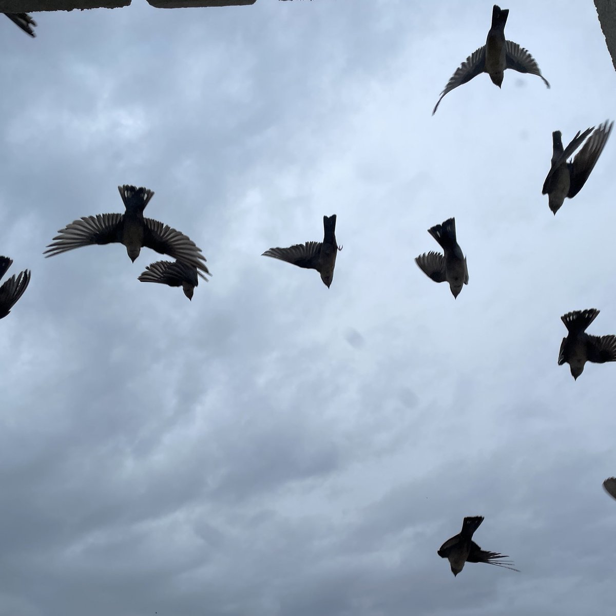 I love the time of year when the birds are doing flight training.

Hundreds of birds were hanging onto the edge of my roof and taking off all at once.