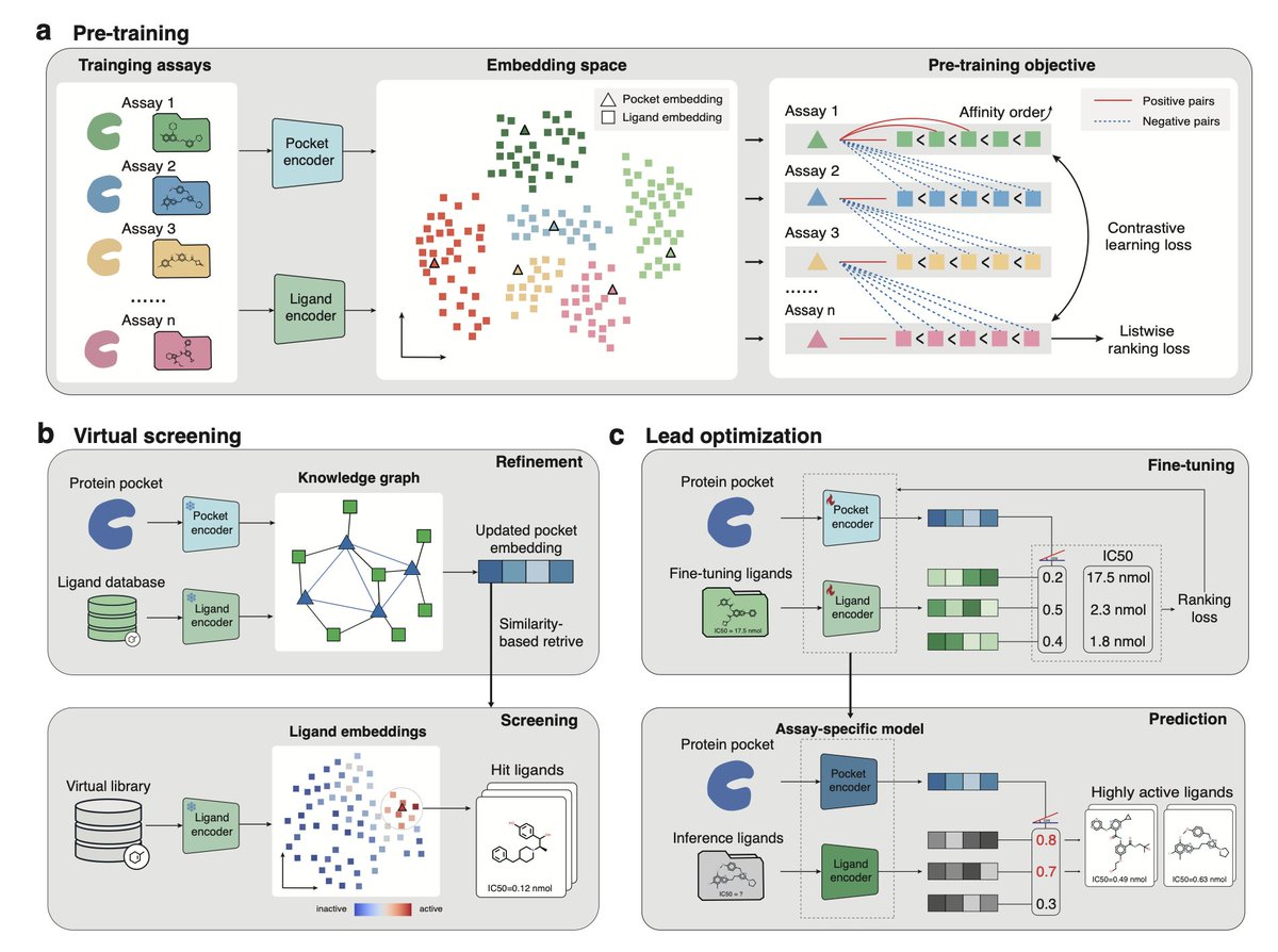 BiologyAIDaily's tweet photo. A foundation model for protein-ligand affinity prediction through jointly optimizing virtual screening and hit-to-lead optimization

1. LigUnity is a novel foundation model that jointly optimizes protein-ligand virtual screening and hit-to-lead optimization, leveraging the synergy between these two tasks to enhance the overall drug discovery pipeline.

2. The model uses contrastive learning to distinguish between active and inactive ligands during virtual screening and a listwise ranking approach to optimize the affinity prediction for hit-to-lead optimization, improving performance across various benchmarks.

3. LigUnity outperforms 24 competing methods in virtual screening tasks on several benchmarks, such as DUD-E, Dekois 2.0, and LIT-PCBA, with significant improvements in the enrichment factor and faster screening speed.

4. The model also excels in hit-to-lead optimization tasks, achieving superior performance compared to traditional computational methods like free energy perturbation (FEP), particularly in zero-shot and few-shot settings.

5. The integration of LigUnity in an active learning framework shows its ability to identify optimal binding ligands for TYK2, a therapeutic target for autoimmune diseases, achieving over 40% improved prediction performance.

6. LigUnity's versatility is highlighted through its application to diverse settings, including split-by-time, split-by-scaffold, and split-by-unit settings, where it consistently outperforms other methods and generalizes well to unseen proteins and novel chemical scaffolds.

7. The ability to handle different assay types, including those using percentage units and real-world datasets, makes LigUnity an ideal tool for drug discovery, offering significant improvements over existing methods in both speed and accuracy.

📜Paper: https://t.co/PTGG6hM2ZC

#DrugDiscovery #MachineLearning #VirtualScreening #Bioinformatics #AIinPharma #ComputationalChemistry #ProteinLigandAffinity #DeepLearning #HitToLead #ActiveLearning #ProteinModeling #LigandOptimization