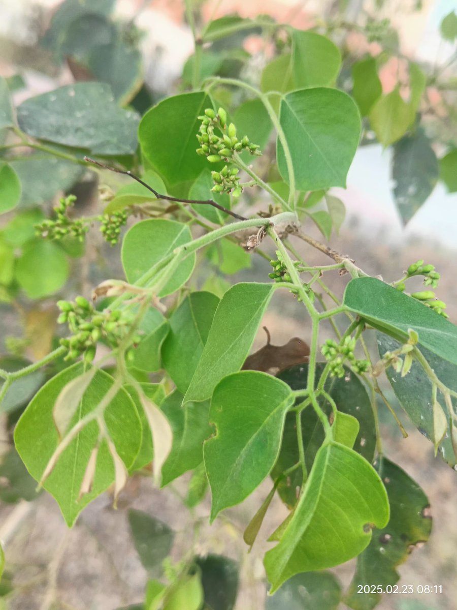 Shyam PHARTYAL; #1stGen MS/PhD; Seed Ecologist🌰🌱 tweet media