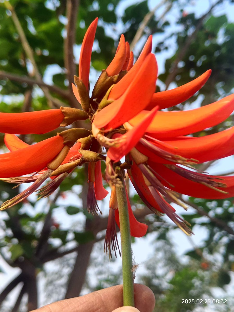 Shyam PHARTYAL; #1stGen MS/PhD; Seed Ecologist🌰🌱 tweet media