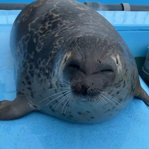 Silly Seal tweet media