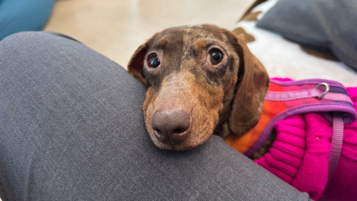 Battersea tweet media