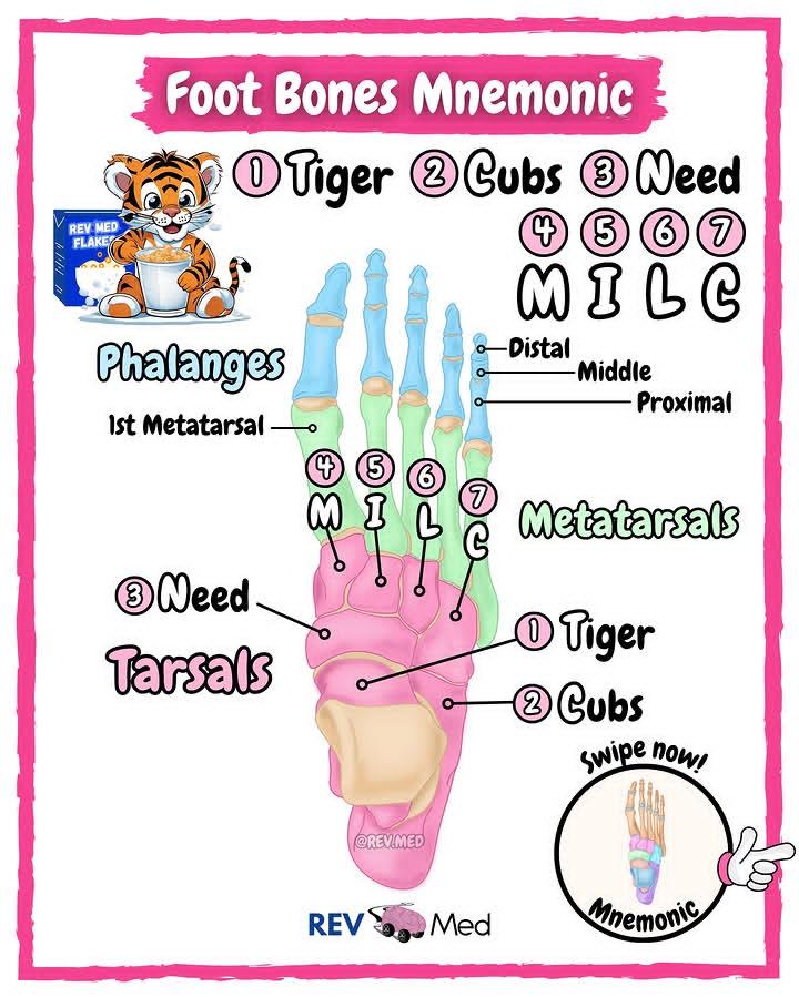 youngmudez29474's tweet image. We love this mnemonic for the foot bones anatomy. What’s cool is we also provide X-ray imaging for you to begin reviewing. Have a look! 

#medthreads