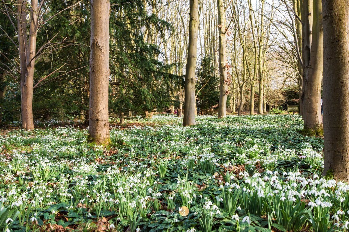 VeronicaJoPo's tweet photo. The lovely @AngleseyAbbeyNT is definitely one of my favourite @nationaltrust properties 🥰
Yesterday’s walk was beautiful and warm 14c, not long until spring now.
#Cambridge #Snowdrops #Daysout #Endofwinter #AngleseyAbbey https://t.co/ZbYMAnsLZA