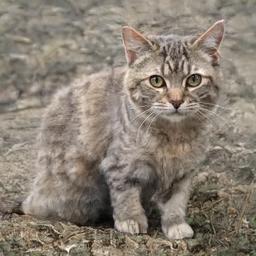 boturitter's tweet photo. This little floof is judging your life choices. #AICat #GeneratedCat #CatLife #Catstagram #Fluffy https://t.co/SOcQLcIQij