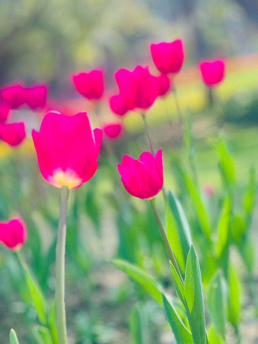 Swastee13's tweet photo. Delhi Tulip Festival 2025 @tweetndmc @_delhitourism #Tulipa 
Indo-Dutch Maitri, green diplomacy, and ‘greening our cityscapes’ :)
also, lovely intercropping with petunias, pansies, periwinkles, gypsophila, and mustard🌼
what a floral delight🌷😊 #ndmc #tulips #tulipfestival https://t.co/yoPCw4T3Qn