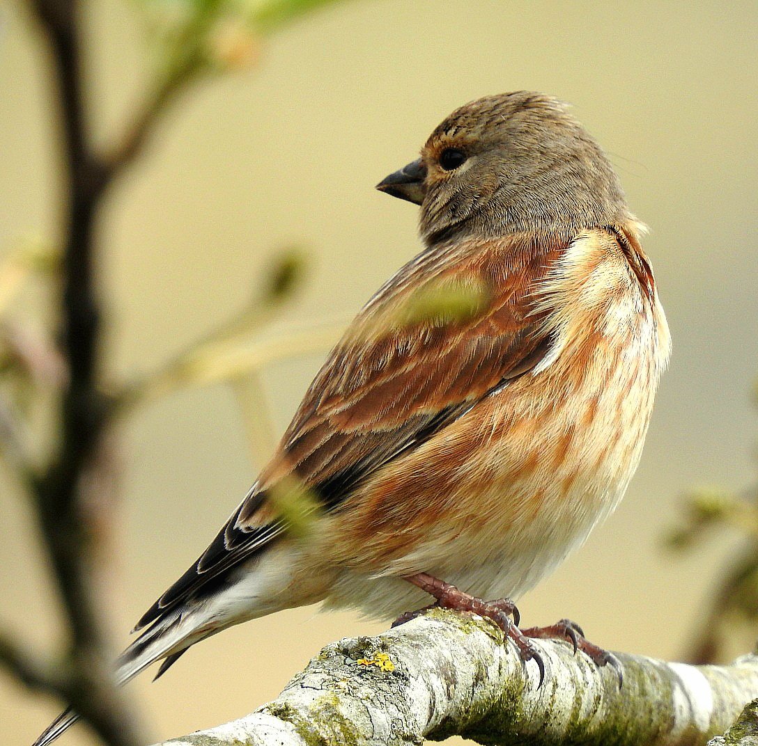 jcsctoan's tweet photo. Linnet in the trees.  Have a good day folks @Natures_Voice @RSPBScotland 🏴󠁧󠁢󠁳󠁣󠁴󠁿 #NaturePhotography #nature #wildlife #wildlifephotography #birds #birdphotography #birdwatching #TwitterNatureCommunity https://t.co/uQZvVwwCVl