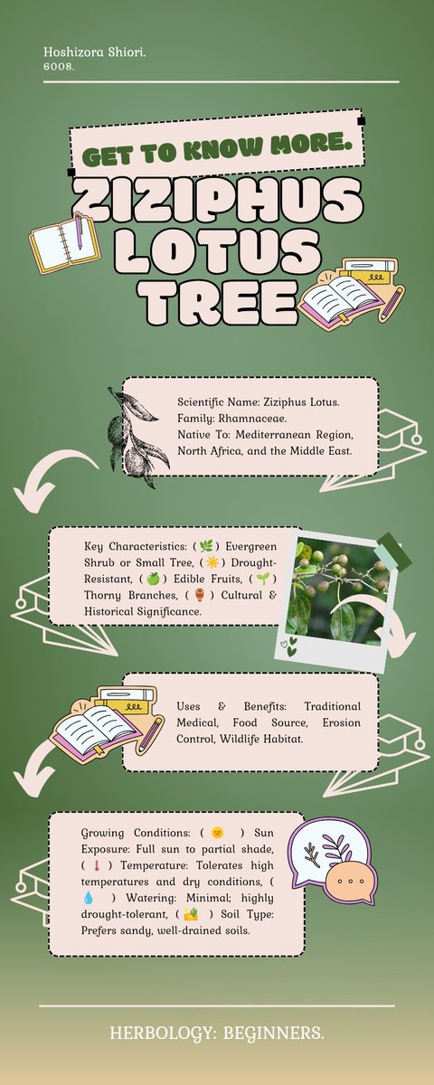 ㅤ
                            𝐙𝐈𝐙𝐈𝐏𝐇𝐔𝐒 𝐋𝐎𝐓𝐔𝐒 𝐓𝐑𝐄𝐄:
It is believed to be the legendary “Lotus Tree” mentioned in Homer’s Odyssey. 
ㅤㅤ