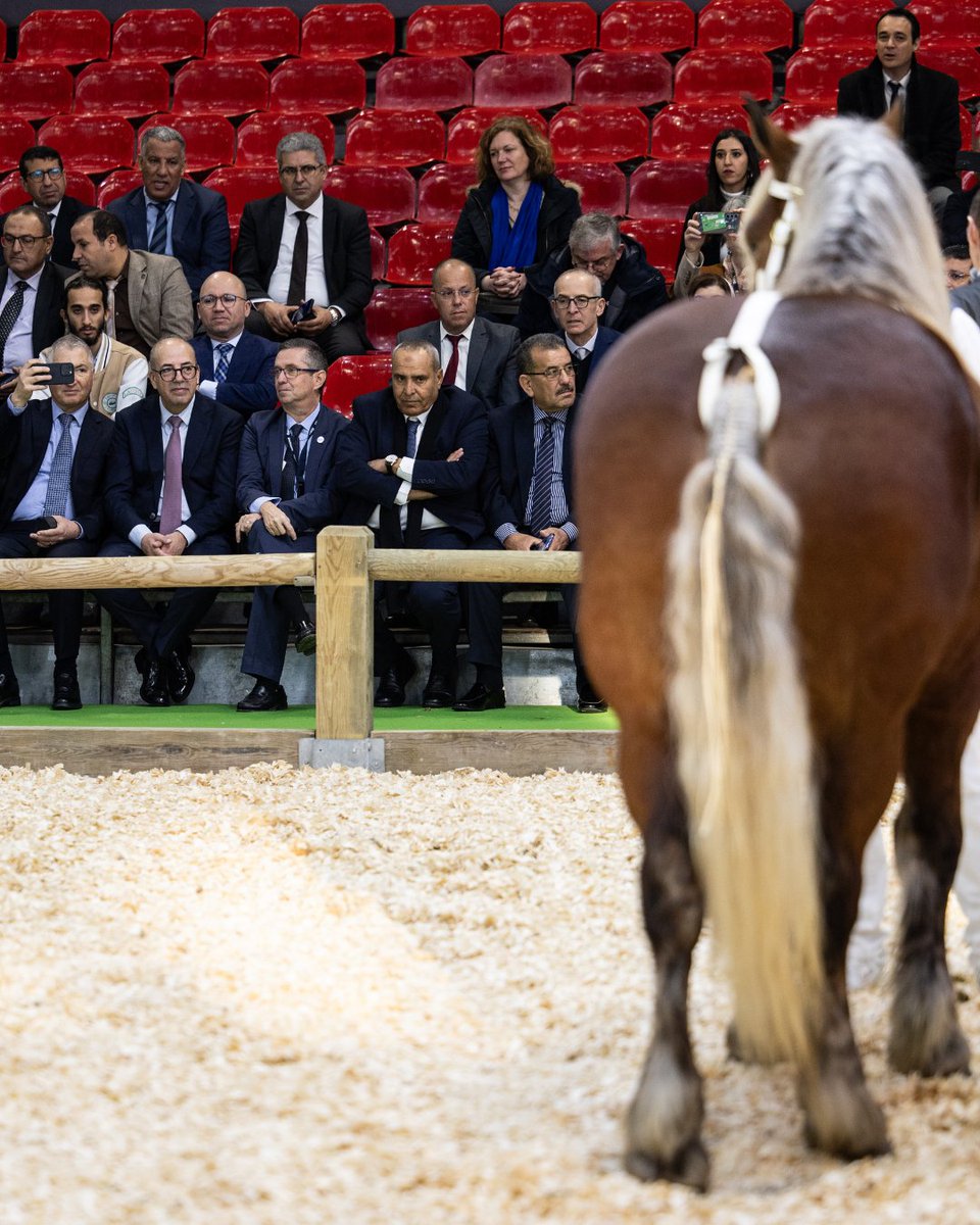🎤 Ce matin, <a href="/JeromeDespey/">Jérôme Despey</a>, Président du SIA, a pris la parole sur le ring aux côtés de la délégation marocaine pour célébrer le Maroc, invité d'honneur ! 🌍

🐎 Équins et 🐂 Bovins étaient en présentation, illustrant le savoir-faire de l'élevage français. 🤝