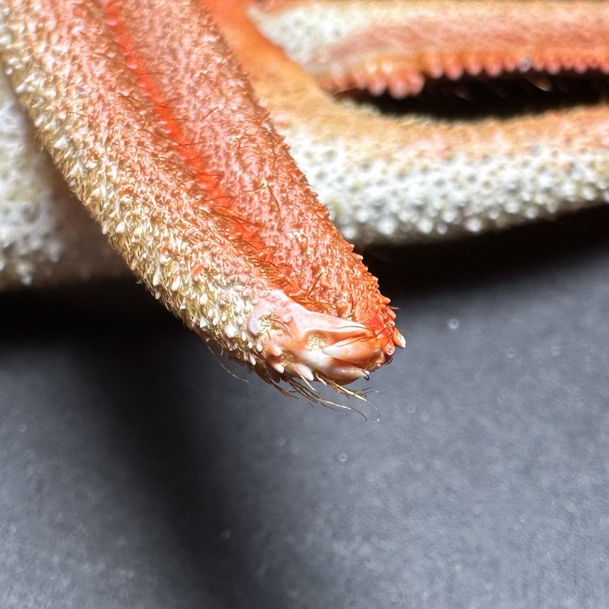 K0TSU_K0TSU's tweet image. 個人的にかなり面白いのが先端部、大きな突起が上下に2本ずつ生えていて、肉食哺乳類の門歯-犬歯のようにかっちり噛み合う、太い方のハサミでも同様、この構造はよくありそうに思えますが他のエビ・カニやザリガニ系ではあまり見たことがない、獲物を掴むのに有効に思えますが普遍的でない理由とは、、