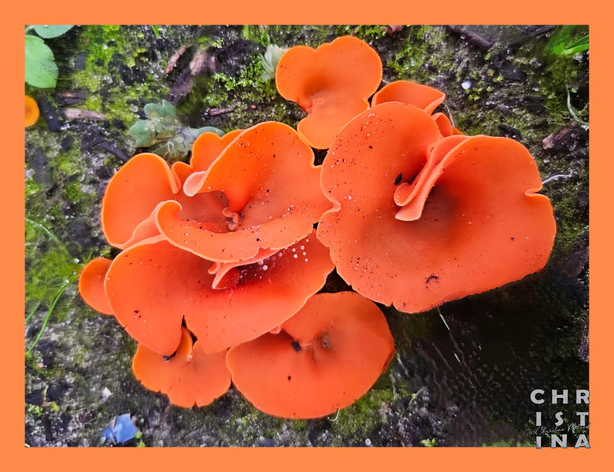 #KleurInDeNatuur dag 23 #Bergamot rgb 254 138 73. Je kunt de kleurstof maken met duindoorn.  Zie alt-tekst voor uitleg over de foto