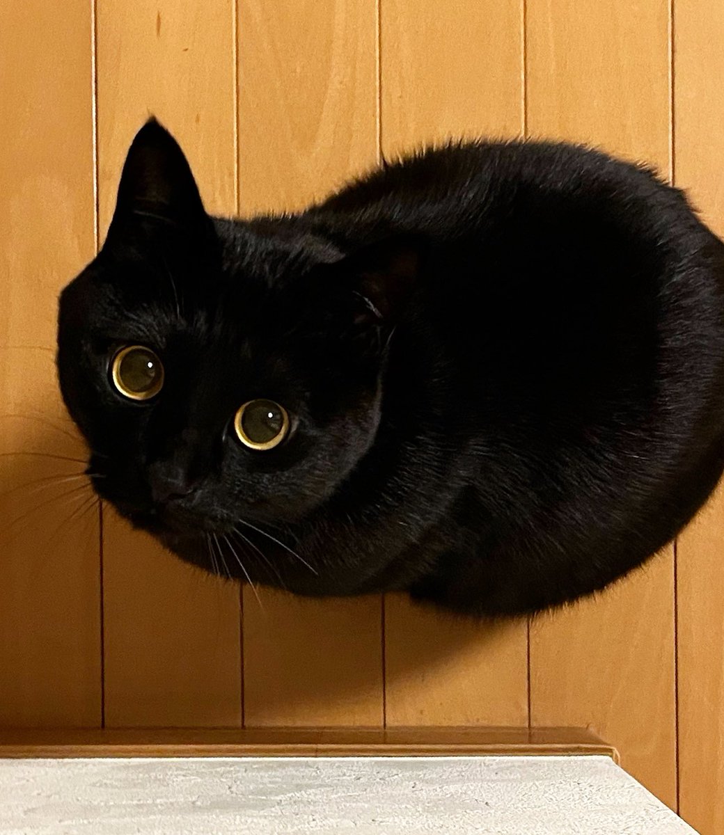じーーー。

#黒猫