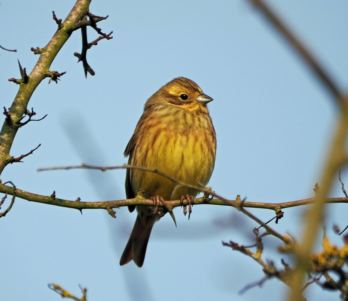 Reed bunting at North Cave Wetlands. #ThePhotoHour #TwitterNatureCommunity #wildlifephotography #nature