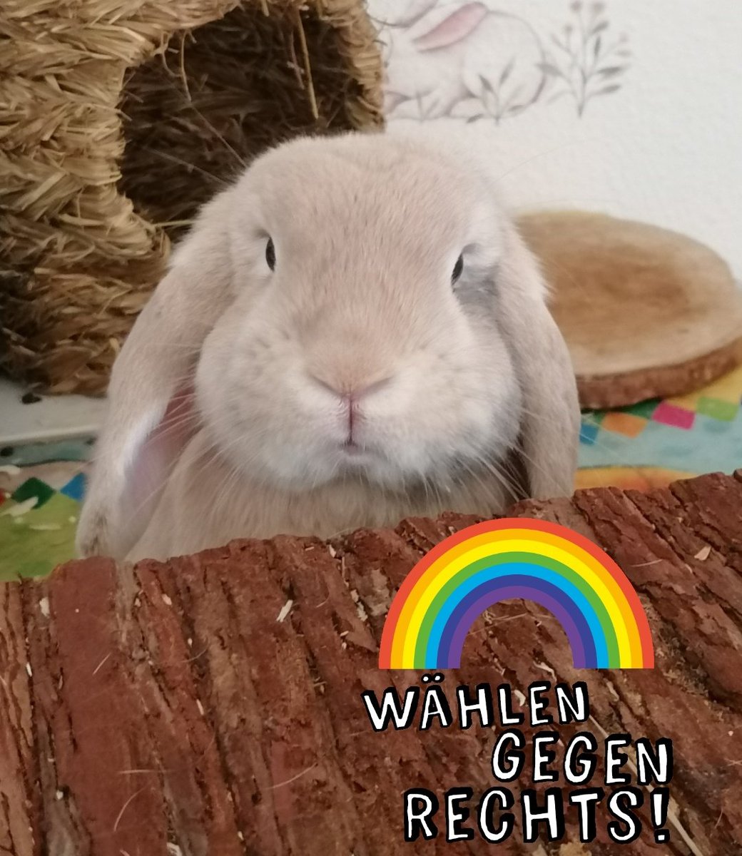 Filly ist leider nicht sehr schlau, aber er würde nie auf die Idee kommen eine rechte Partei zu wählen