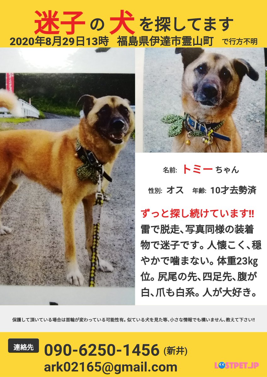 P8fMC6VXsZCgPJP's tweet photo. 長期間トミーを迷子にさせている新井です。
ありがたいことに先程目撃情報をいただき
今福島県に向かっています。
どうかどうか生き延びていて欲しいです
警察署には保護されていないそうです。
チラシ配布 聞き込み済みの地域ですがまたお邪魔します🙇
情報ありましたらお願いします‼️#迷い犬 #保護 https://t.co/ZQBUvAwRQP