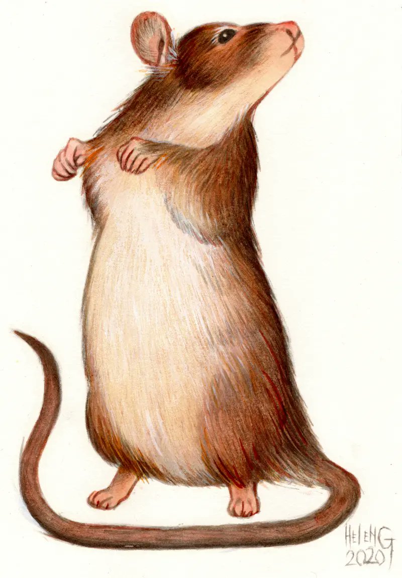 Helen's Dark Materials tweet media