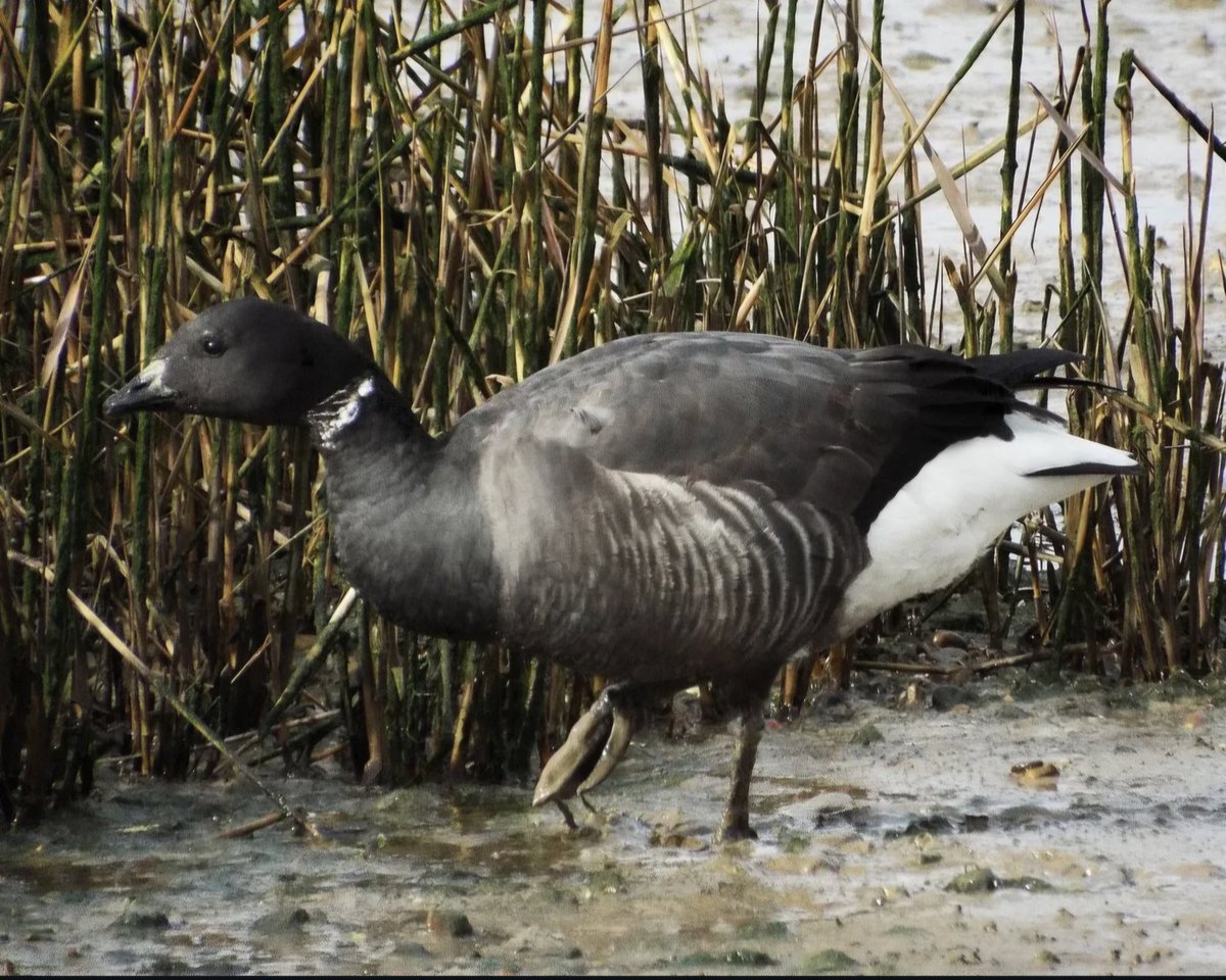 Maeni's External Memory tweet media