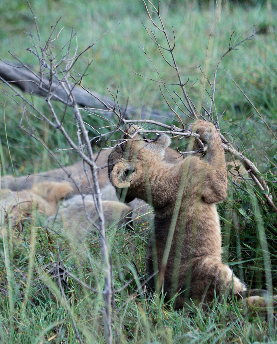 andbeyondtravel's tweet photo. A lion cub refining its hunting skills, this stick never saw it coming.
----------
📷: Jade Van Heerden
📍: andBeyond Kirkman's Kamp
🌍: Sabi Sands, South Africa
----------
#seewhatliesbeyond #andbeyondtravel #andbeyondsightings #WILDwatch #travelinspiration #traveldeeper #safari https://t.co/ZzRjahsJIb