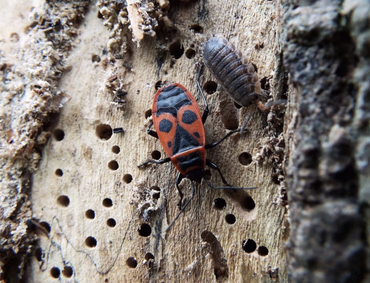 Maeni's External Memory tweet media