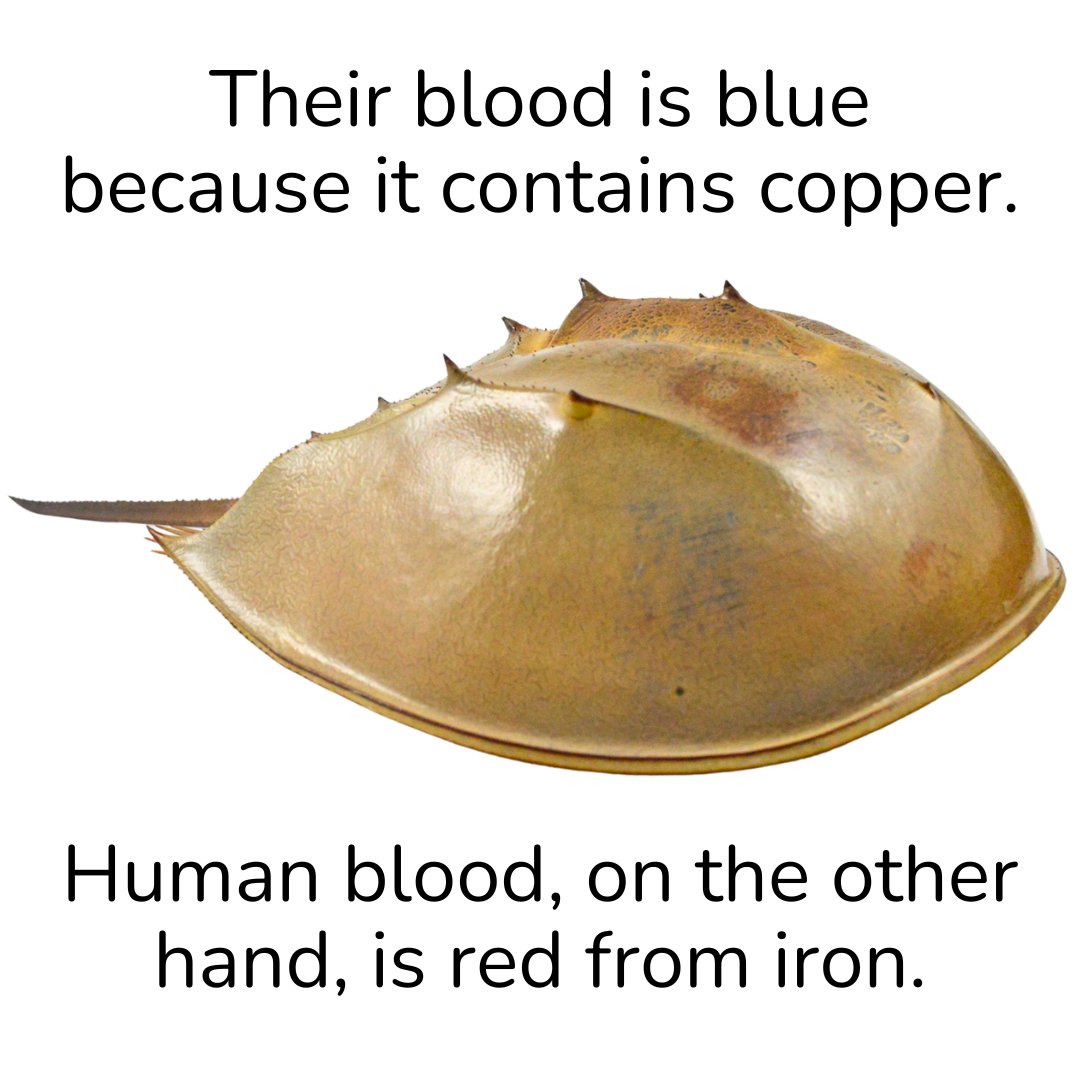 Ipswich Museums tweet media