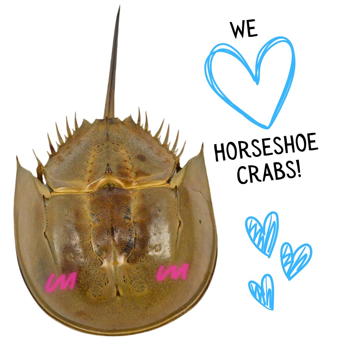 Ipswich Museums tweet media