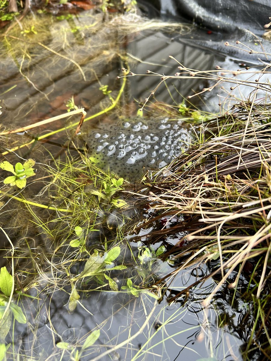 So that’s what all the croaking was about last night…! Added to the #spawnsurvey this morning.