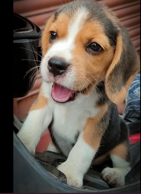 Tweets of Dogs tweet media