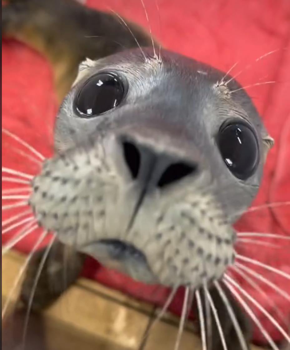 Silly Seal tweet media