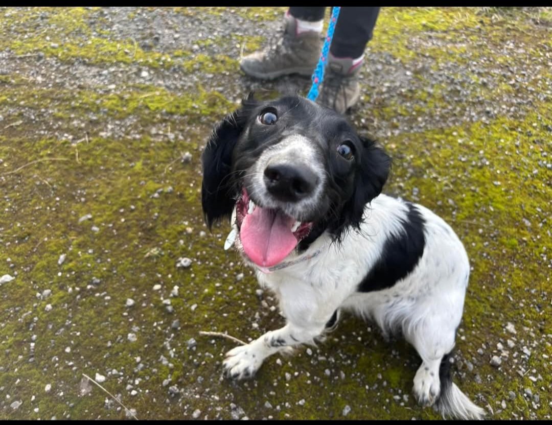 rescuedoggypaws's tweet photo. ♥️PIPPA♥️ available to adopt 
This super loving friendly happy girl is only 8mths   old . She is a lovely girl  who is very affectionate and eager to learn . She walks really well when out and about but has got lots of energy
https://t.co/Y5BrOCyWcI
#LINCOLNSHIRE #Skegness #Hull https://t.co/RMUzTktKHj