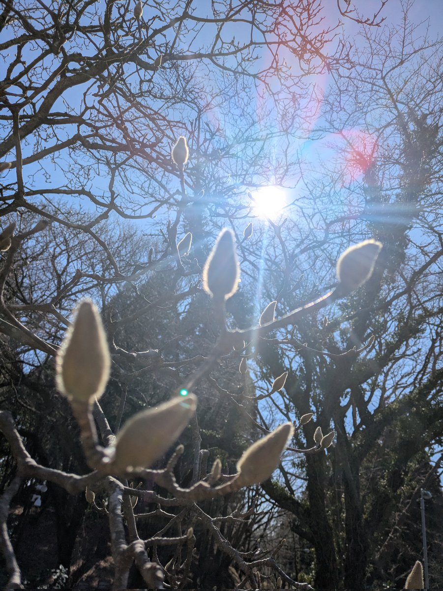 U________'s tweet photo. 川村記念美術館
なんだろうか。特に抽象表現主義の薫陶かな。
ロバート・ライマンのアシスタントの前で佇む。遠くから見る。近づいて見る。見る角度を変える。筆致や息遣いが聞こえ、その�����エールはうっすらと光を放ち・陰を現す。外では、庭園でフクジュソウが咲き、モクレンが芽吹きを待っていた。 https://t.co/t6ZwYVLv8q