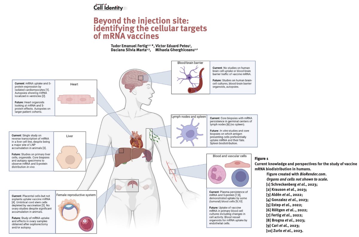 NicHulscher's tweet image. As of 2025, we now know that COVID-19 mRNA injections distribute to vital organs, triggering uncontrolled production of toxic Spike protein that circulates for over TWO years.

Those responsible for this mass gene-therapy experiment must be held accountable and publicly apologize…