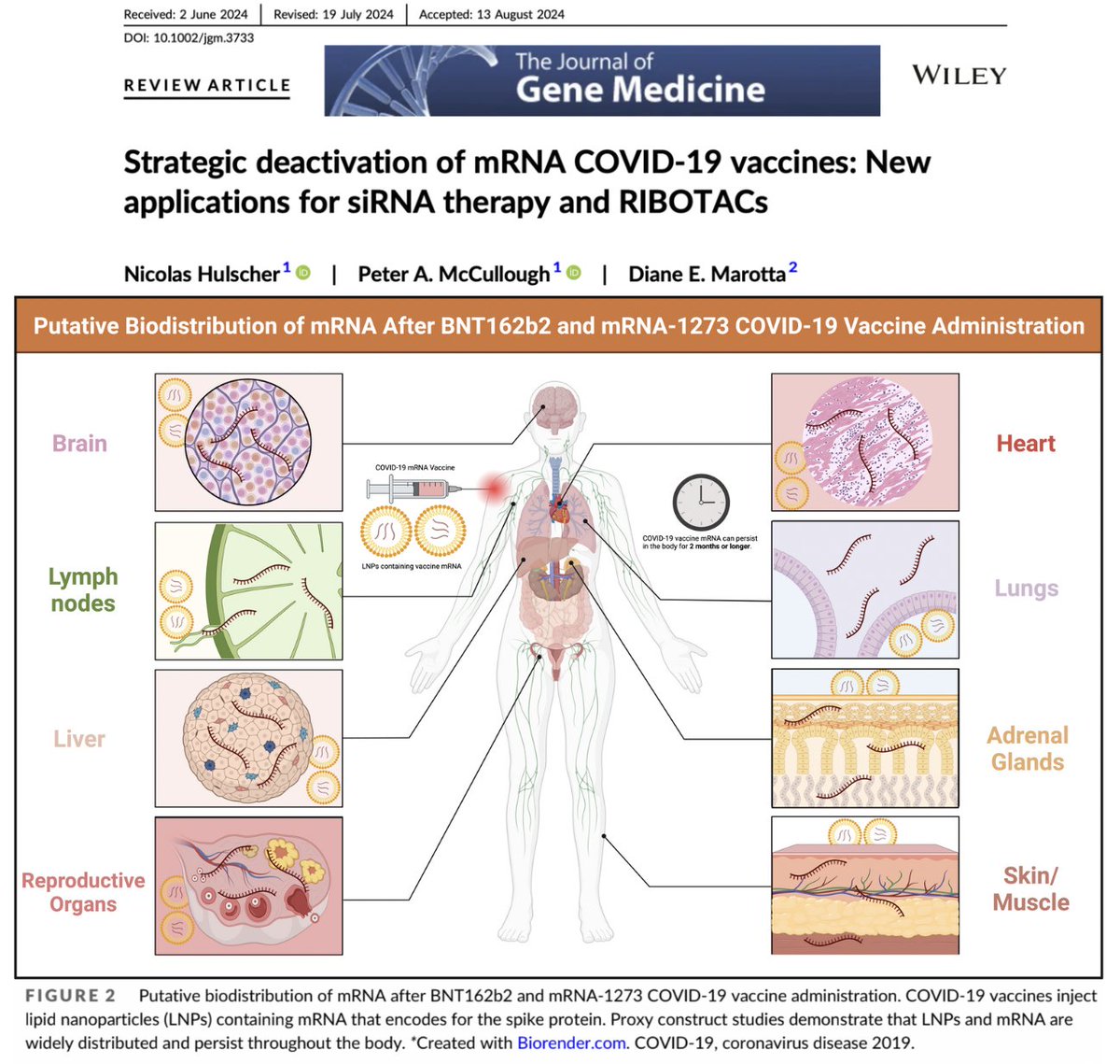 NicHulscher's tweet image. As of 2025, we now know that COVID-19 mRNA injections distribute to vital organs, triggering uncontrolled production of toxic Spike protein that circulates for over TWO years.

Those responsible for this mass gene-therapy experiment must be held accountable and publicly apologize…