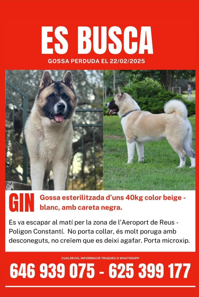 pont_roma's tweet photo. 🔴 Es busca gossa perduda 🔴
22/02, es va perdre l. Si us plau, qualsevol informació serà de gran ajuda. 🙏🏼
📍 Zona: #Reus
Aeroports de Reus Polígon Constantí
☎️ Contacteu 646939075
Gràcies per la vostra ajuda! ❤️🐶
https://t.co/ymw4sFmHPC
#EsBusca #GossaPerduda https://t.co/3rWayPSTEW