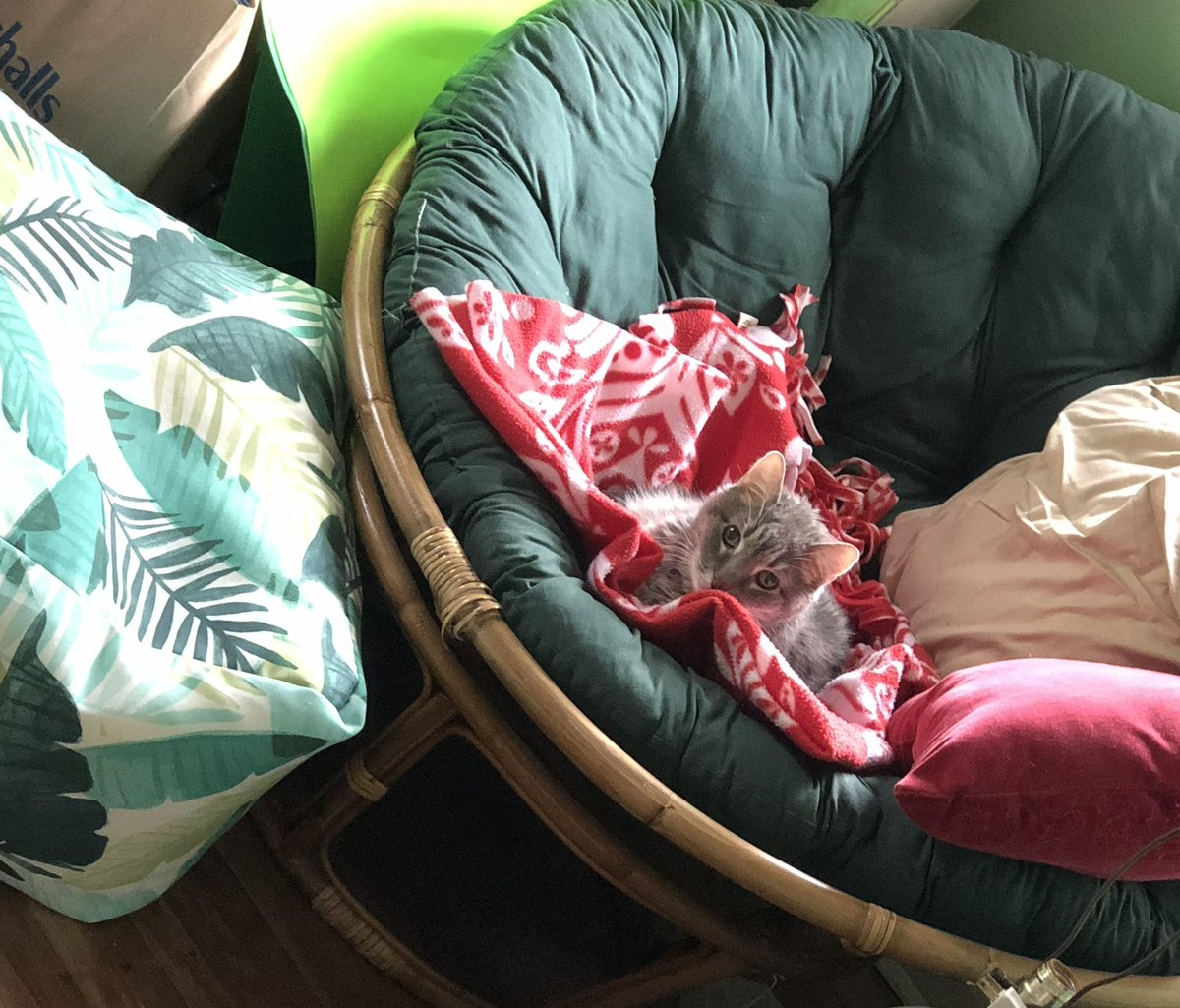 RHSRamsATC's tweet photo. @NATA_SSATC Got this as a present in college. Still going strong. #papasan https://t.co/51D3VaG7jK