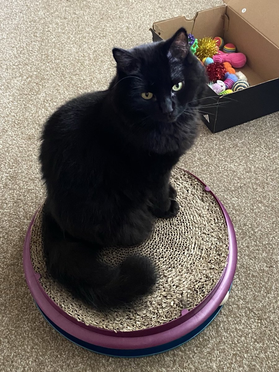 MemeCat99014509's tweet photo. ๐พWhat gives me plawsure? My ๐ฆ
full of toys!๐บ๐๐ฆ๐งธ๐พ
๐โโฌHappy #CatBoxSunday!๐ฆ
๐๐ค๐ค~Sabrina
#CatsOfX #CatsOfTwitter #CatsAreFamily #Hedgewatch #BlackCats #BlackCatsAreAwesome #SundayCats #MiniPanfurs #AnimalLover #CatsAreCool #Cats https://t.co/5o4CUvyc4O