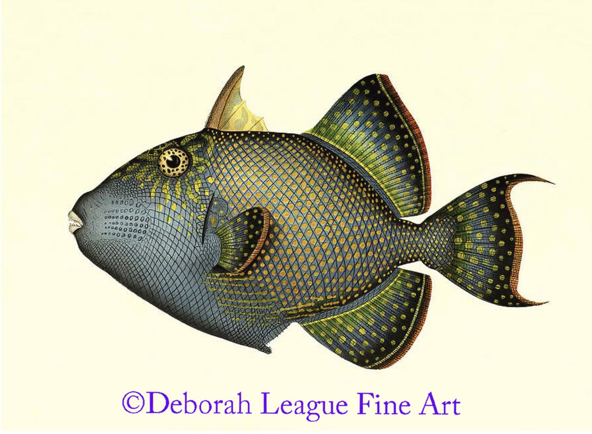 DeborahLeagueFA's tweet photo. Vintage Triggerfish #ayearforart #buyintoart #wallart #homedecor #watercolor #watercolour #painting #vintageart #ichthyology #fishart #fishpainting #giftidea #anglergift #tropicalfish #triggerfish #andrewgarrett #illustration #marinelife #wildlife
ART - https://t.co/LcCYshFxeO https://t.co/fsIj5RNNbG