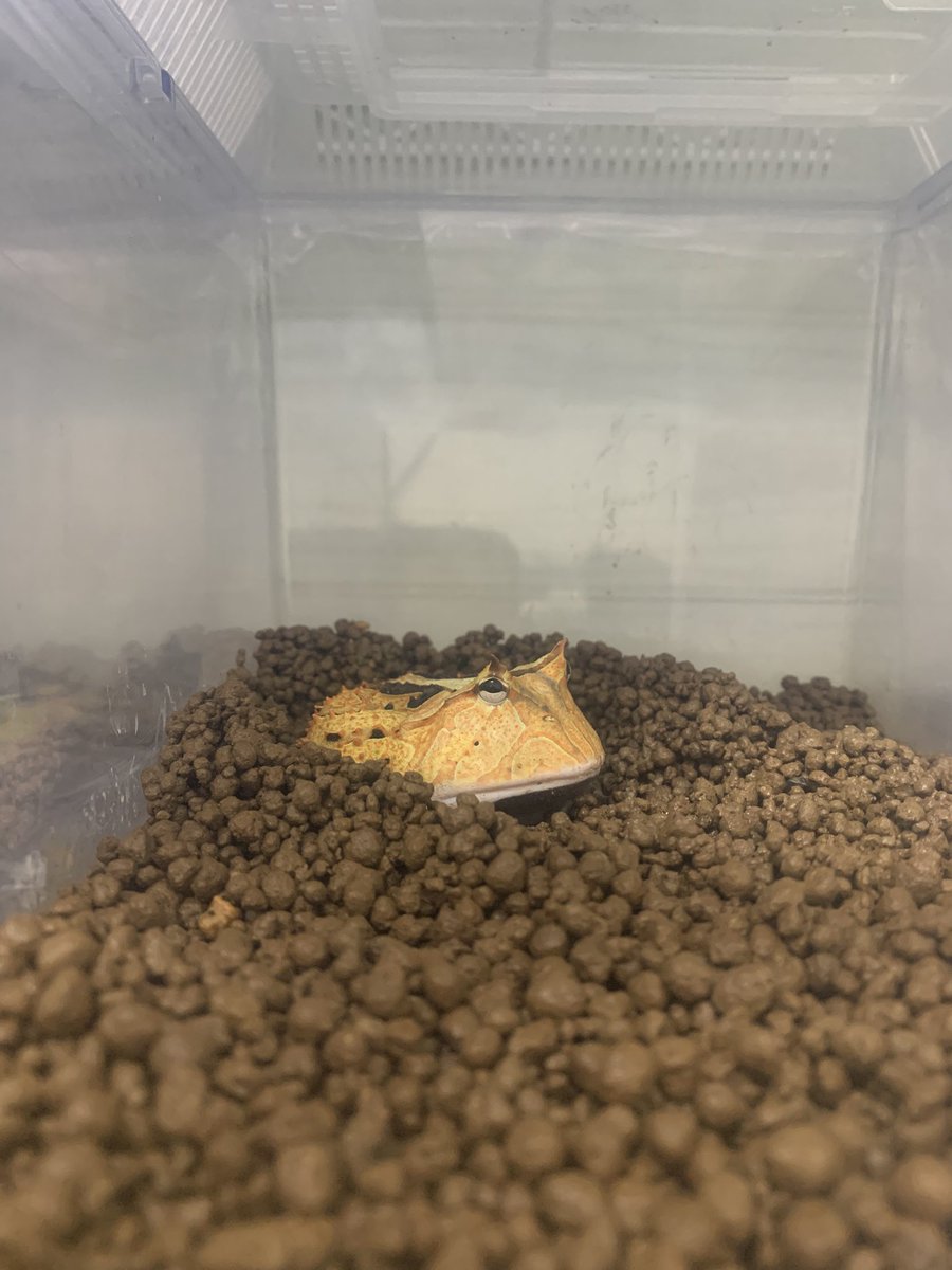 #アマゾンツノガエル
<a href="/WTpacmanfrogs/">（旧：WT 但野航＆かゑるこ）</a>