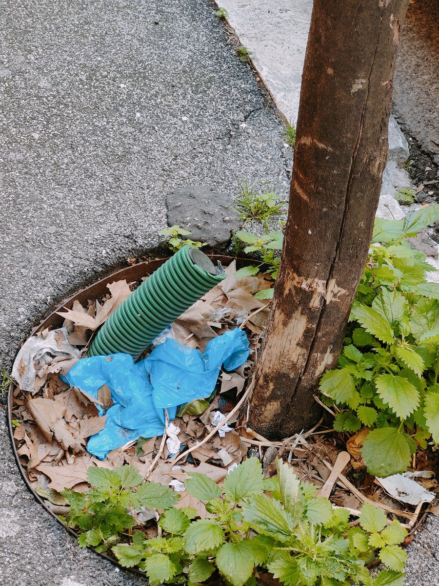 Primo tratto di Via Metauro (#Parioli #Pinciano) dal civico 26b al 26a: passarci è un'esperienza visiva e olfattiva orribile <a href="/Roma/">Roma</a> <a href="/Lavoratori_Ama/">Lavoratori_Ama</a> <a href="/gualtierieurope/">Roberto Gualtieri</a> <a href="/Sabrinalfonsi/">Sabrina Alfonsi</a> <a href="/Antincivili/">Segnalatore Seriale</a>