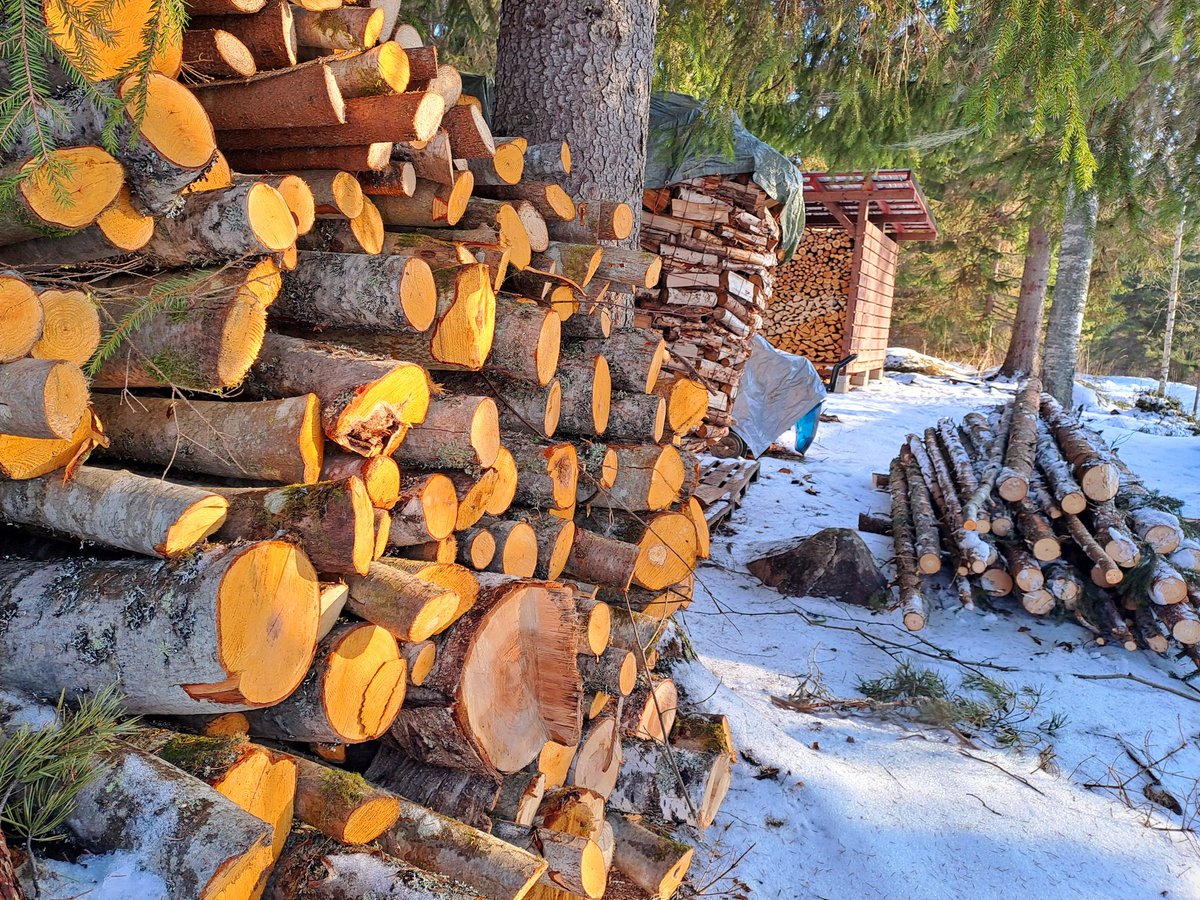 Aurinko ja suojasää herättävät vääjäämättä polttopuuhamsterit horroksestaan.  #puuenergia #metsänomistus #vuodenajat